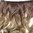 Clip-in Haarverlängerung Hinterkopf breit lockig Ombre Dunkelblond Aschblond 40 cm CMT-863-051TT24