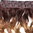 Clip-in Haarverlängerung Hinterkopf lockig Ombre Mittelbraun Karamell-Blond 40 cm CMT-863-052TT26