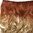 Clip-in Haarverlängerung Hinterkopf breit lockig Ombre dunkles Rotblond Honigblond CMT-863-060TT86